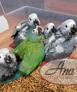African Grey babies