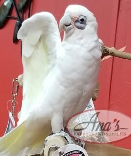 Bare-Eyed Cockatoo