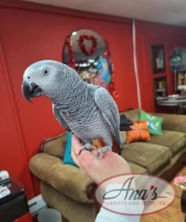Congo African Grey