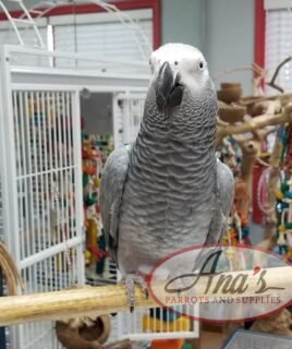 Congo African Grey