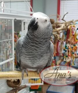 Congo African Grey