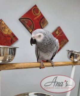 Congo African Grey