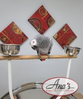 Congo African Grey