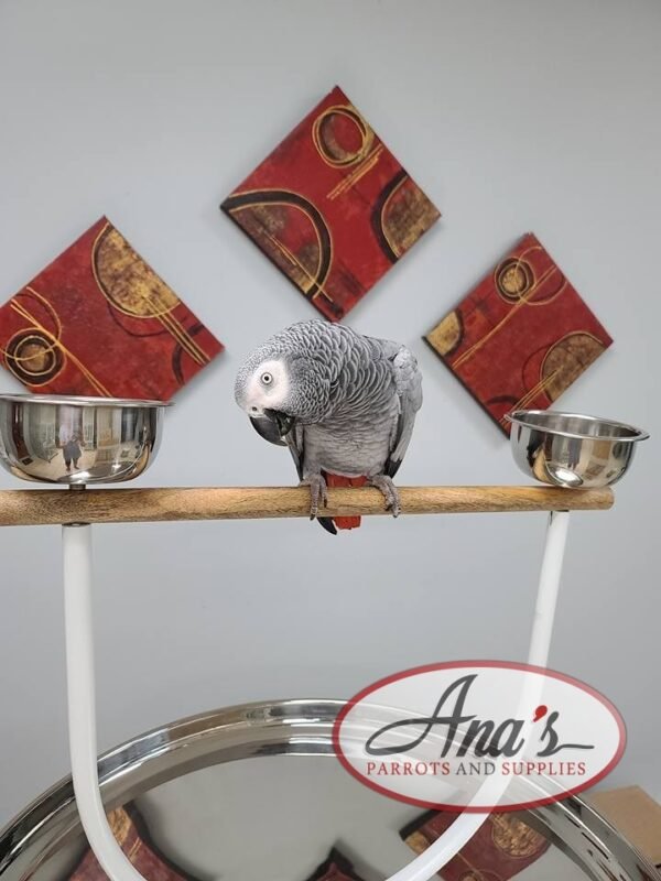 Congo African Grey