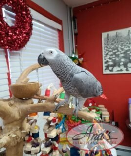 Congo African Grey