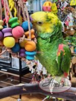 Double Yellow Amazon