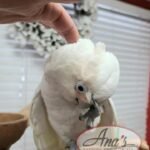 Goffin Cockatoo