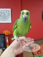 Gorgeous Yellow Napped Amazon