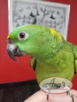 Gorgeous Yellow Napped Amazon