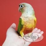 Green-Cheeked Conure Babies