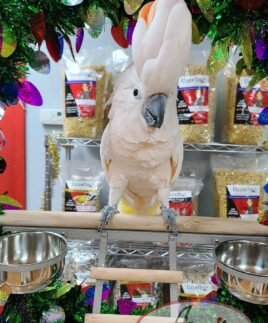 Moluccan Cockatoo
