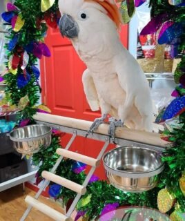 Moluccan Cockatoo