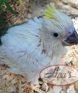 Sulphur-Crested Cockatoo