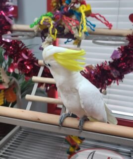 Sulphur-Crested Cockatoo