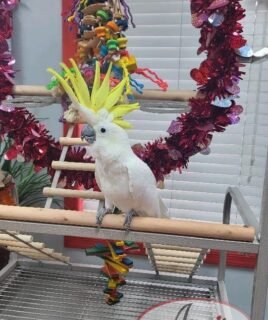 Sulphur-Crested Cockatoo