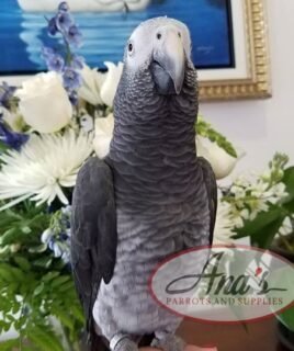 Timneh African Grey