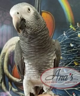 Timneh African Grey