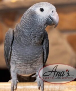 Timneh African Grey Baby