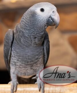 Timneh African Grey Baby