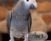 Timneh African Grey Baby