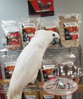 Umbrella Cockatoo