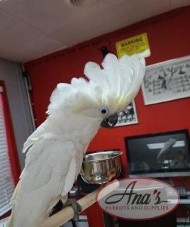 Umbrella Cockatoo Baby