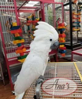 Umbrella Cockatoo Baby
